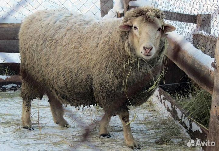 Баран куйбышевский