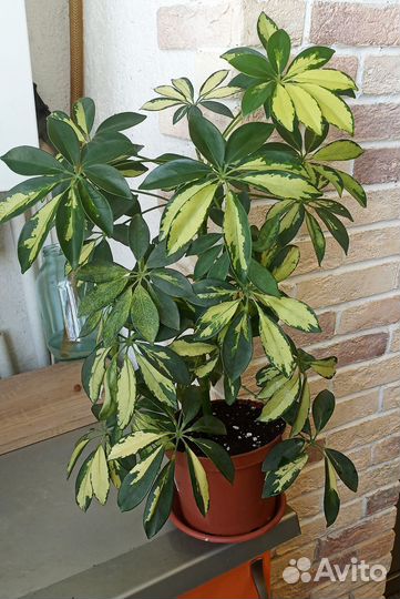 Шефлера Герда