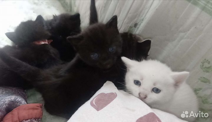 Котятки в добрые руки