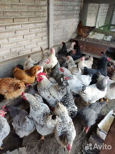 Цветной бройлер цыплята до 6-7 кг