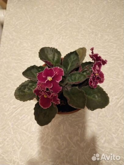 Комнатные цветы