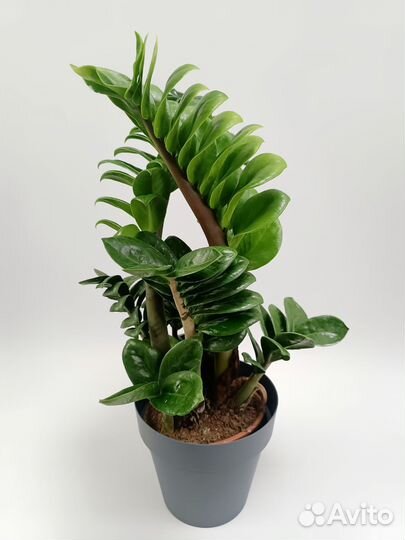 Замиокулькас Зензи