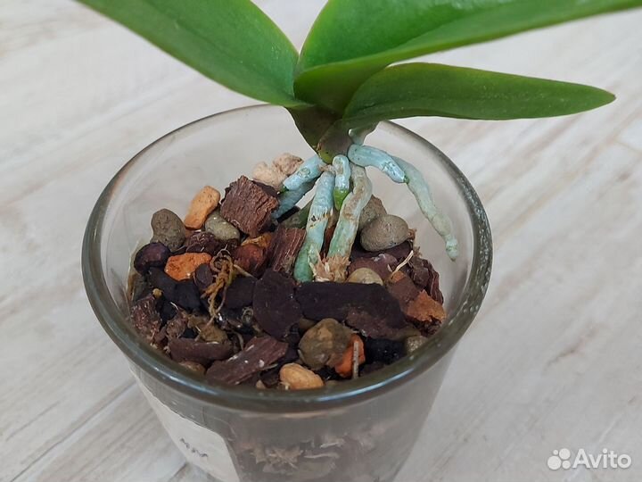 Орхидея фаленопсис