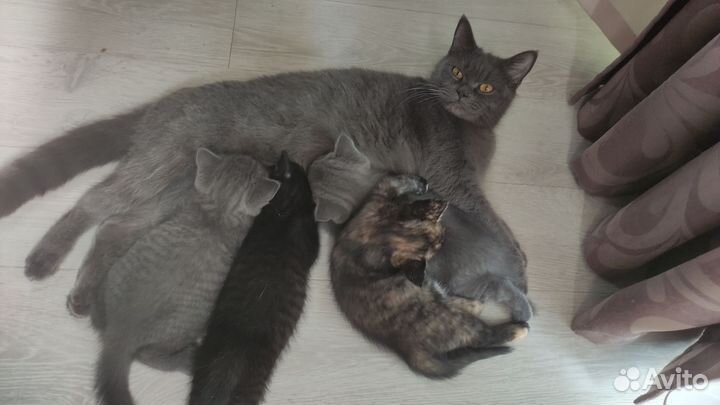 Британские котята