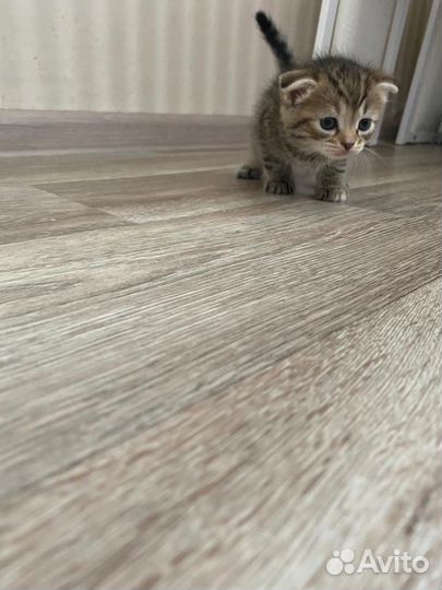 Кошки в добрые руки бесплатно