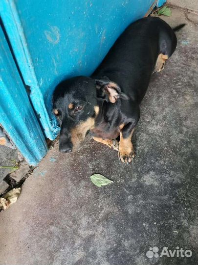 Собака такса