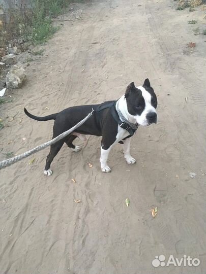 Поводок для собак