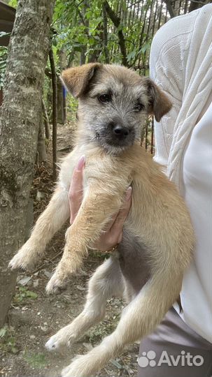 Щенок мальчик