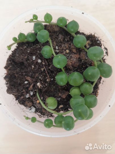 Крестовик роули