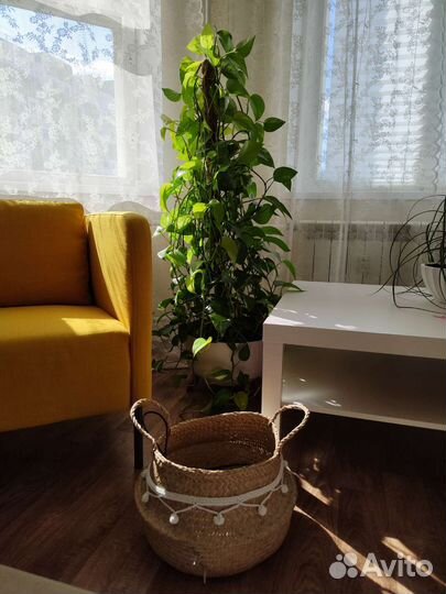 Сциндапсус укорененный