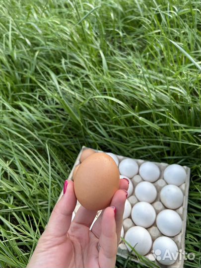 Домашние куриные яйца