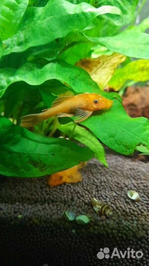 Анциструс супер ред и растения