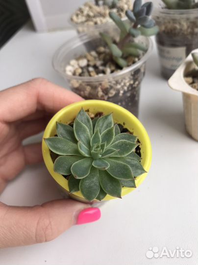 Суккуленты