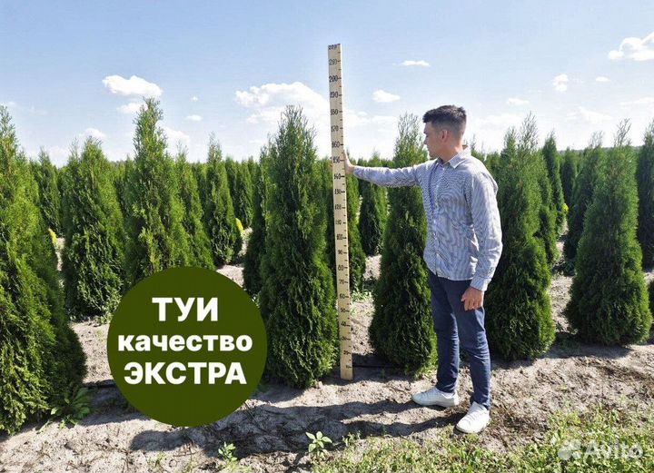 Туя смарагд рост 207 см /опт 150 шт