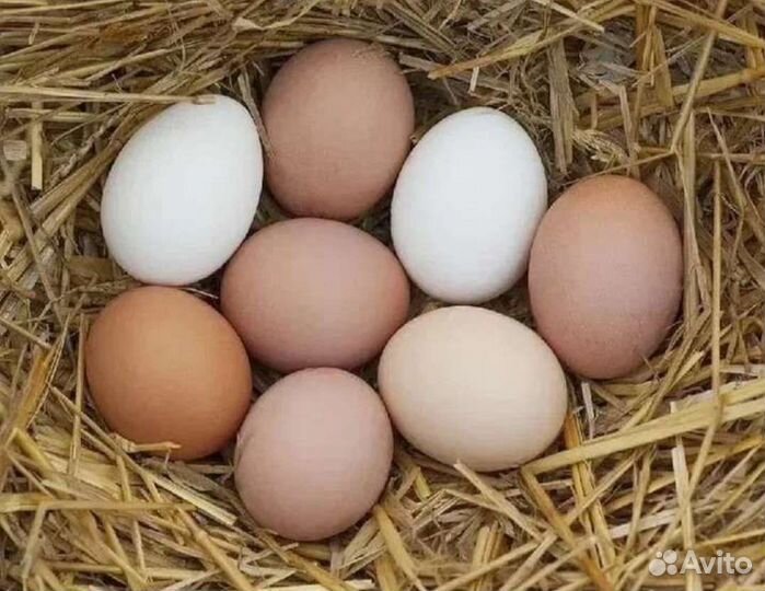 Домашние куриные яйца