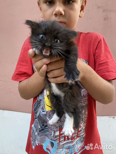 Котята в добрые руки даром