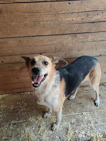 Собаки из приюта