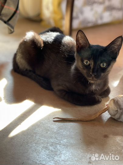 Котята в дар. Окрас черный дым