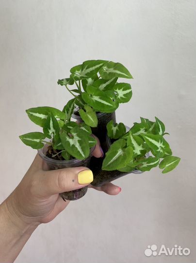 Сингониумы сортовые разные