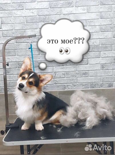 Хендлер, грумер, экспресс-линька