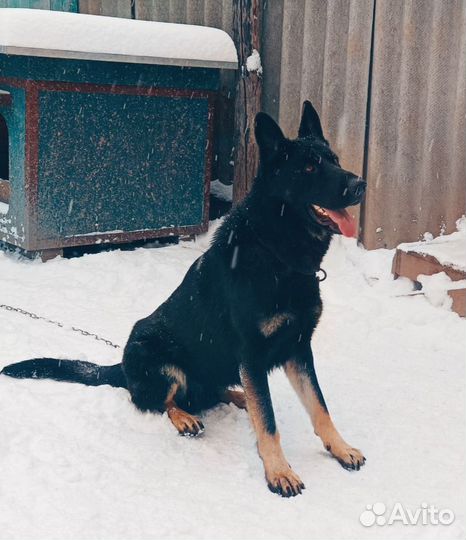 Собака вязка