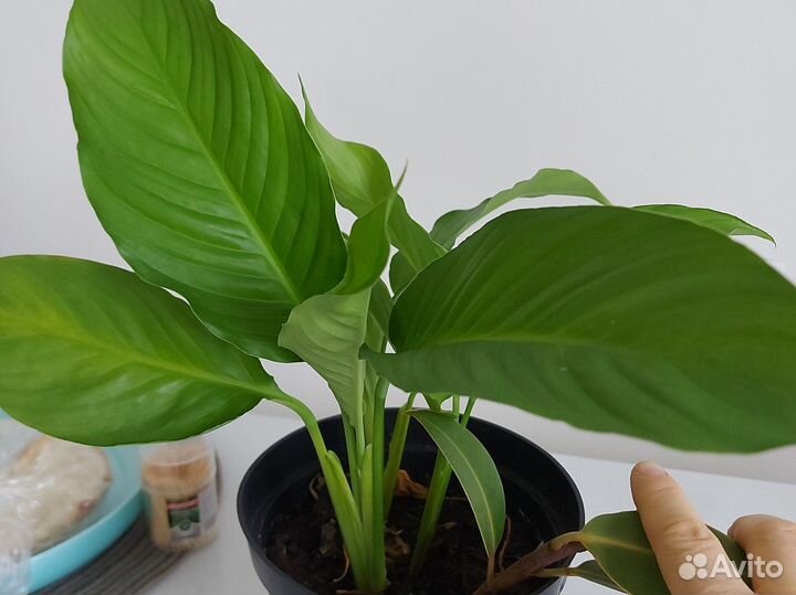 Спатифиллум