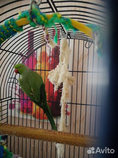 Попугай. Ручные