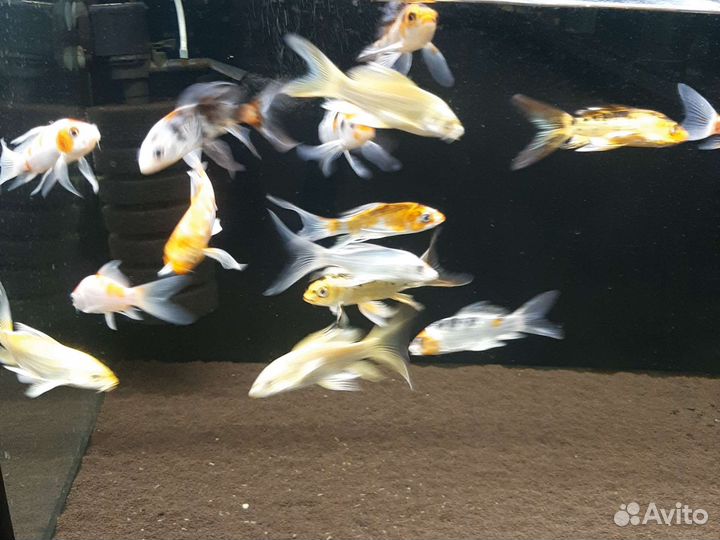 Карпы кои вуаль ассорти