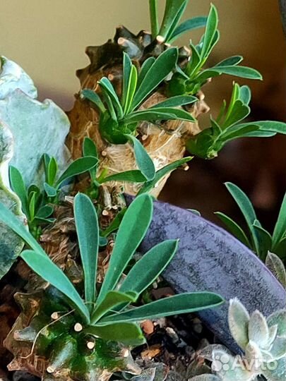 В вашу коллекцию