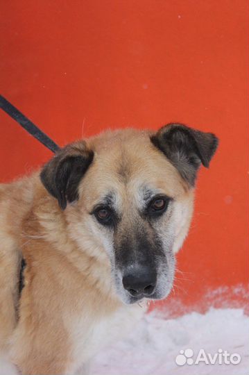 Спокойная собака из приюта в поиске дома