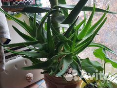 Алоэ цветущий