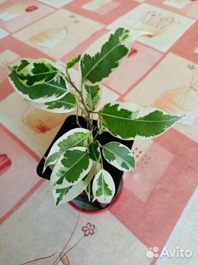 Сортовые фикусы