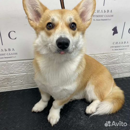 Грумер / Помощник грумера