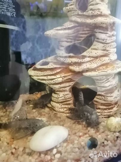 Живая рыба сом