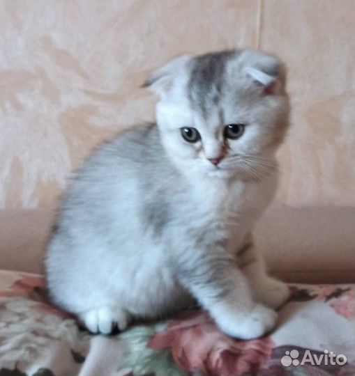 Шотландская серебристая шиншилла