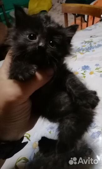 Курильский бобтейл