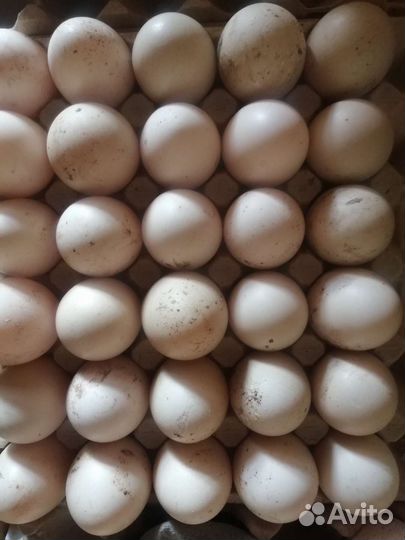 Инкубационное яйцо индоутки и индейки