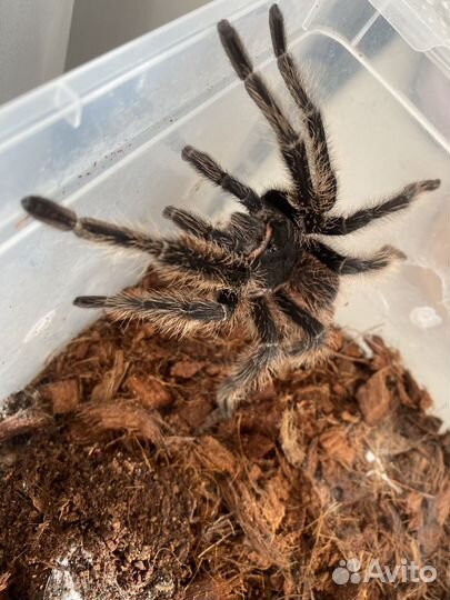 Паук Lasiodora parahybana