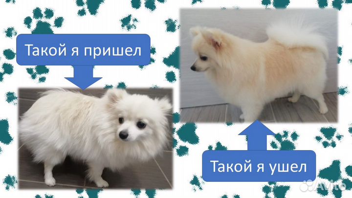 Грумер, стрижка собак, уз чистка зубов