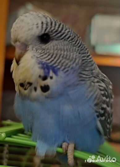 Ввп чех птенец самка