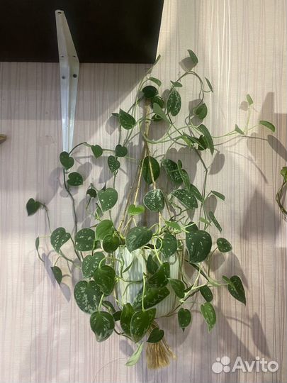 Комнатные растения