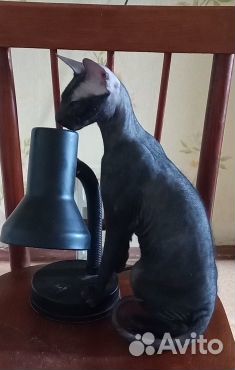 Донкой сфинкс ищет подружку (вязка)