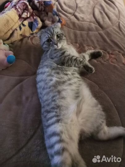 Отдам кота в добрые руки