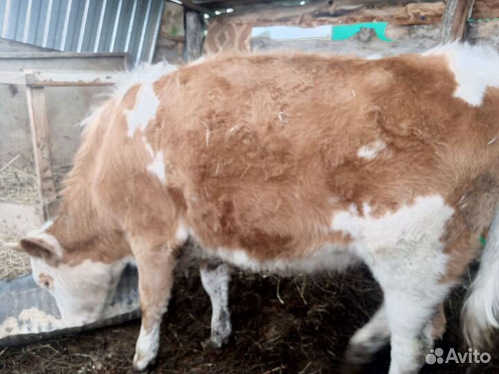 Телка 1.5 года
