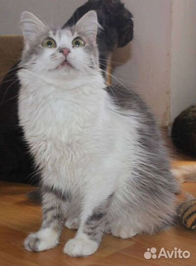 Кошка Пеночка. Ставрополь. Ищем ручки