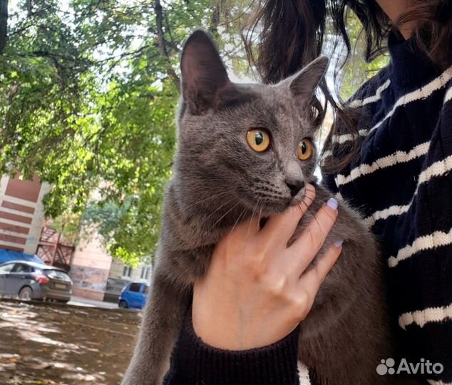 Котёнок в добрые руки