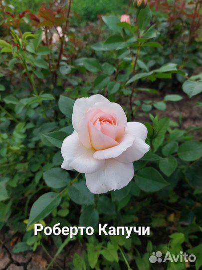 Розы