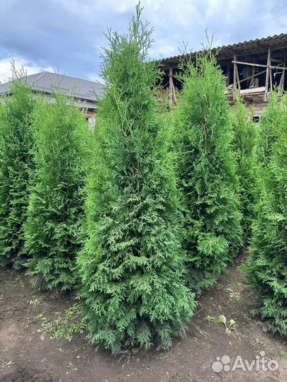 Туя колумна,смарагд,Брабант