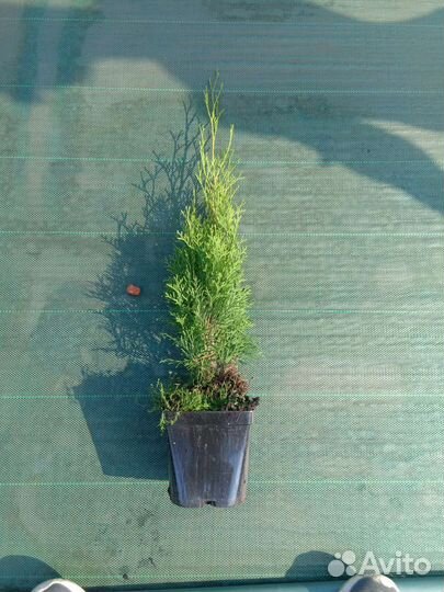 Туя западная Смарагд саженцы