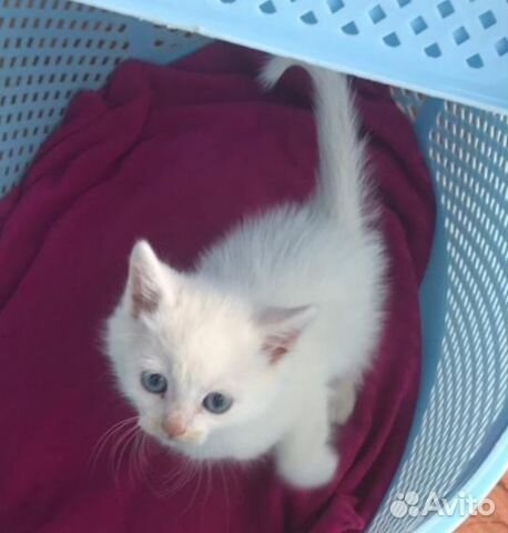 Белый котенок с голубыми глазами в добрые руки объявление продам